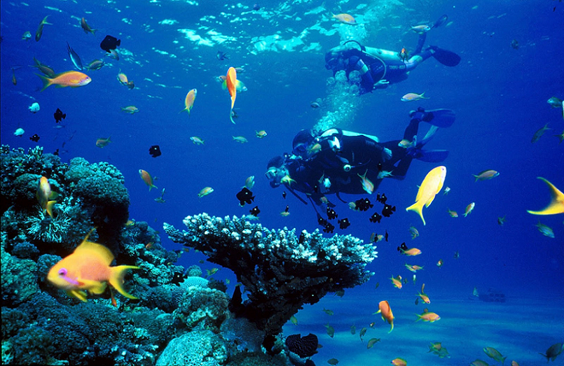 Scuba Diving - Things to Do in Pondicherry